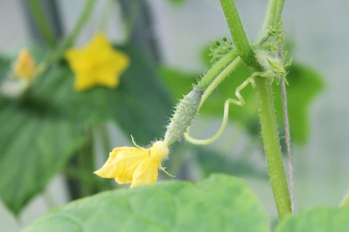 A young cucumber plant with a tender green shoot and a bright yellow flower, symbolizing the early stages of growth and the importance of proper care during the seedling stage.