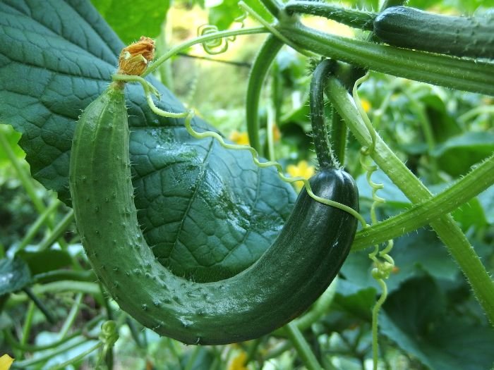 A curved cucumber hanging on the vine amidst lush green foliage, illustrating the crucial vegetative growth phase and the importance of balanced nutrient supply for robust plant development.