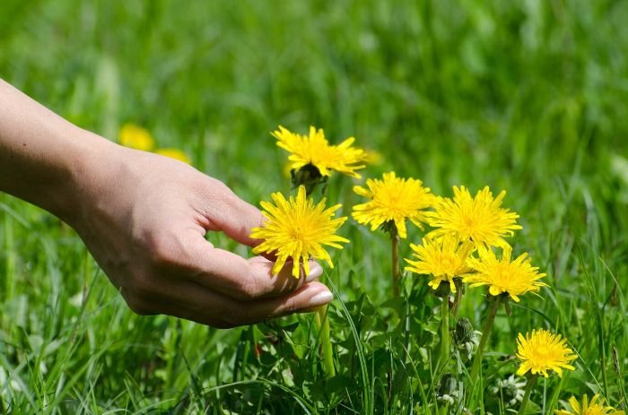 A hand reaching out to touch bright yellow dandelion flowers growing in a green lawn, illustrating the common weed's presence and its deep roots in gardens and lawns.