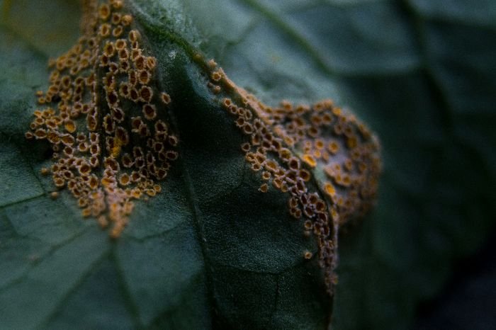Close-up of a leaf affected by fungal disease, showcasing clusters of spores on a green leaf surface, illustrating common plant diseases.
