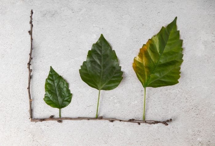 A visual representation of three leaves in different stages of health, illustrating the process of diagnosing the cause of plant wilting and identifying potential issues affecting plant health.