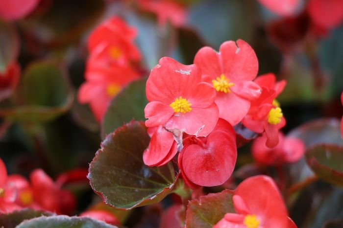 Close-up of red begonia flowers with dark green leaves, illustrating the distinctive features of Rex begonias known for their colorful and textured leaves.