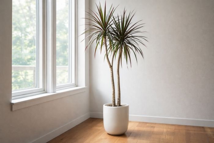 Dracaena marginata in a white ceramic pot near a bright window with indirect light in a minimal interior