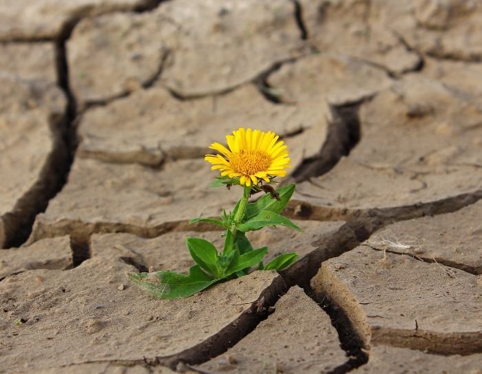 A resilient flower thriving in cracked, dry soil, symbolizing the importance of preventive measures and appropriate watering techniques in gardening to support plant health under drought conditions.