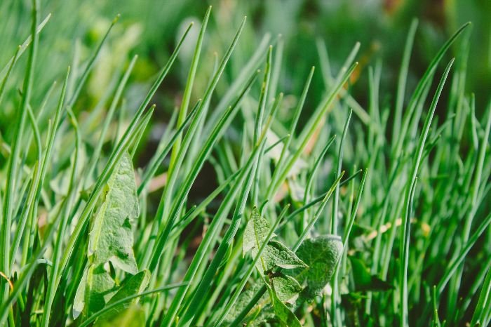 Close-up of a garden bed with healthy plants and minimal weeds, illustrating effective weed control strategies used by gardeners to maintain plant health.