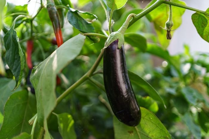 A ripe eggplant hanging on the plant, with lush green leaves and red peppers in the background, highlighting the importance of effective pollination for successful fruit development.