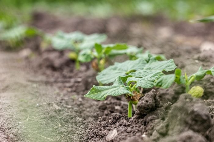 A row of young eggplant seedlings in fertile soil, illustrating the critical seedling stage where establishing strong roots is key for healthy growth.