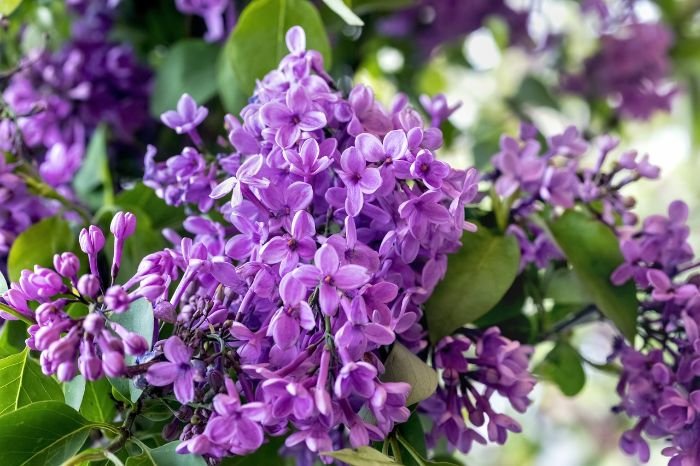 Close-up of vibrant purple lilac flowers, illustrating how lilacs can enhance garden design by adding beauty and interest throughout the year.