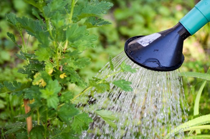 A watering can pouring water onto a garden plant, illustrating the importance of adjusting watering practices based on environmental factors such as season and humidity levels to prevent overwatering.