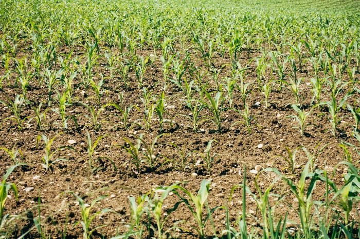 A young crop field with newly sprouted plants, illustrating the importance of using fertilizers wisely to promote plant growth while considering environmental impacts on soil health and sustainability.