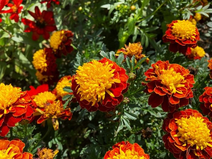 A cluster of vibrant French marigolds with red and yellow blooms, showcasing their smaller size and strong scent, used for natural pest control in gardens.