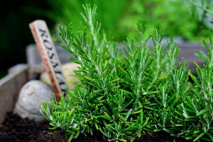 Lush green rosemary plants thriving in garden soil with a labeled stake, showcasing the importance of selecting the right rosemary variety for specific garden environments.