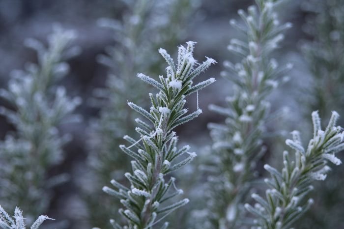 Close-up of rosemary branches covered in frost, showcasing the resilience of cold-hardy varieties like 'Arp' and 'Hill Hardy' in winter conditions.