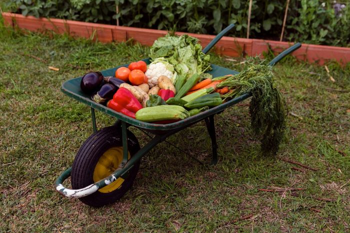 Wheelbarrow filled with fresh vegetables in a garden, illustrating the versatility of wheelbarrows for various gardening tasks such as hauling soil, moving plants, and carrying tools.