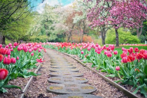 Beautiful garden pathway lined with vibrant pink tulips, illustrating a beginner's guide to starting a garden.