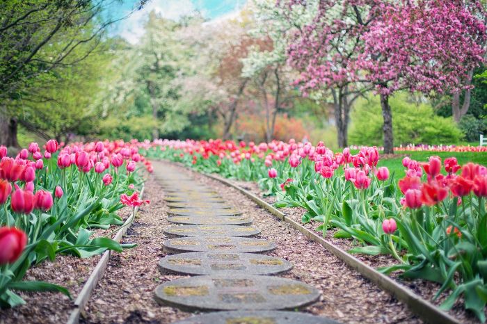Beautiful garden pathway lined with vibrant pink tulips, illustrating a beginner's guide to starting a garden.
