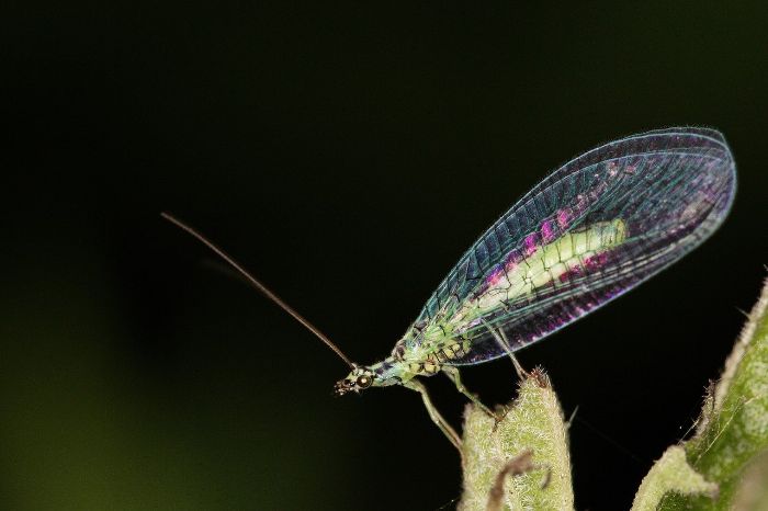 Close-up of a green lacewing on a leaf, showcasing its vibrant, lacy wings and delicate features, a natural agent of pest control in gardens.