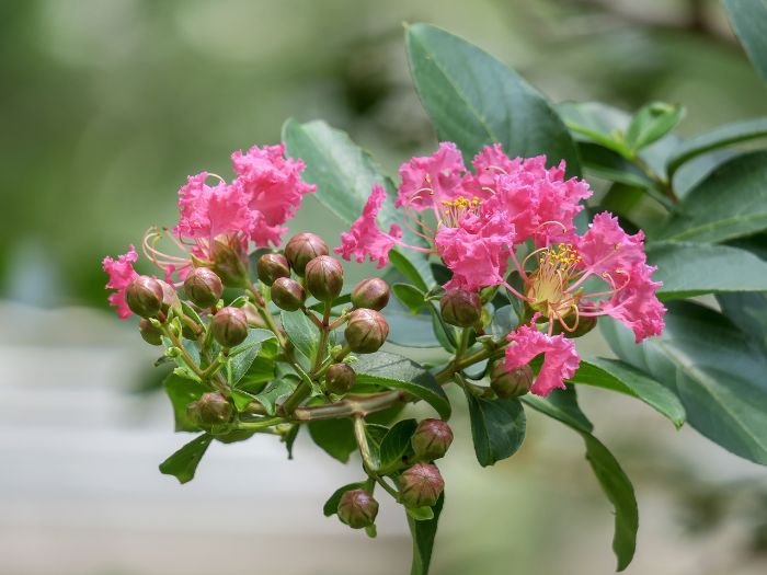 Close-up of pink Crape Myrtle flowers, showcasing a hardy shrub ideal for full sun areas.