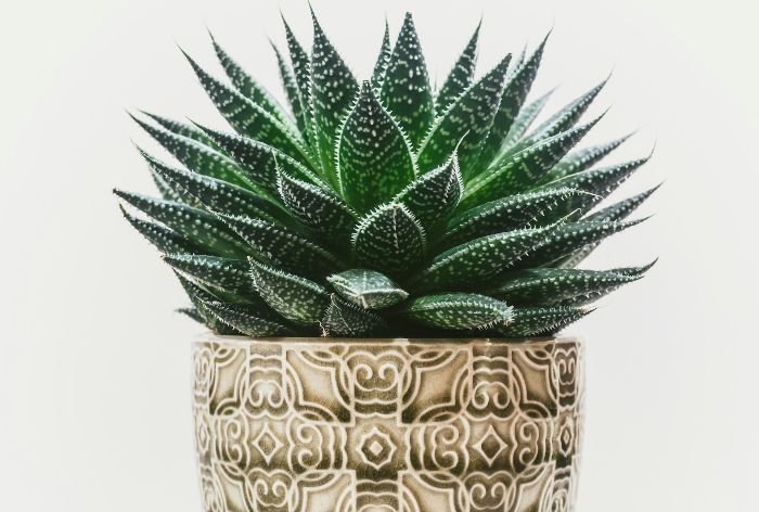 A vibrant succulent plant in a decorative ceramic pot, exemplifying healthy plant growth and natural beauty ideal for illustrating natural remedies in plant disease control.