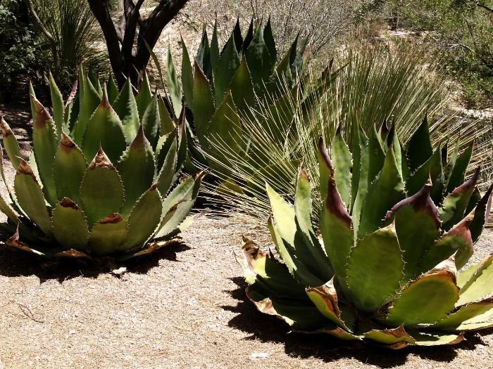 Agave americana plants thriving in a sunny, arid landscape, exemplifying the resilience and low maintenance of native plants in heat-tolerant gardening.