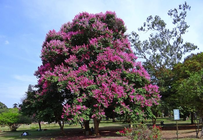 A lush crape myrtle tree in full bloom with vibrant pink flowers, ideal for urban and suburban landscapes in hot climates due to its heat tolerance and striking appearance.