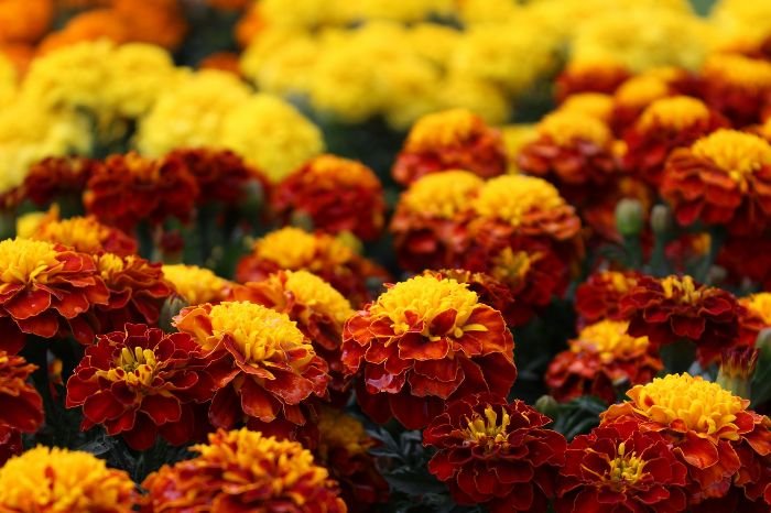 Vibrant marigolds in shades of orange and red thriving in a garden, showcasing their ability to withstand high temperatures and brighten hot climate gardens.