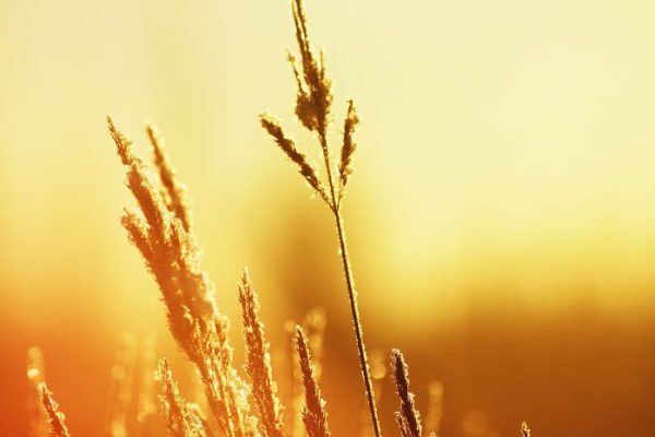 Golden sunlight illuminates a plant's delicate features, symbolizing the resilience of heat-tolerant varieties suitable for sunny garden environments.