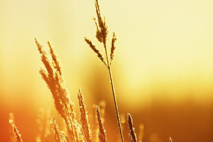 Golden sunlight illuminates a plant's delicate features, symbolizing the resilience of heat-tolerant varieties suitable for sunny garden environments.