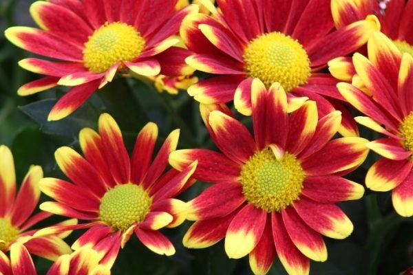 Close-up of vibrant red and yellow chrysanthemums, illustrating the topic of ideal soil preparation for growing chrysanthemums.