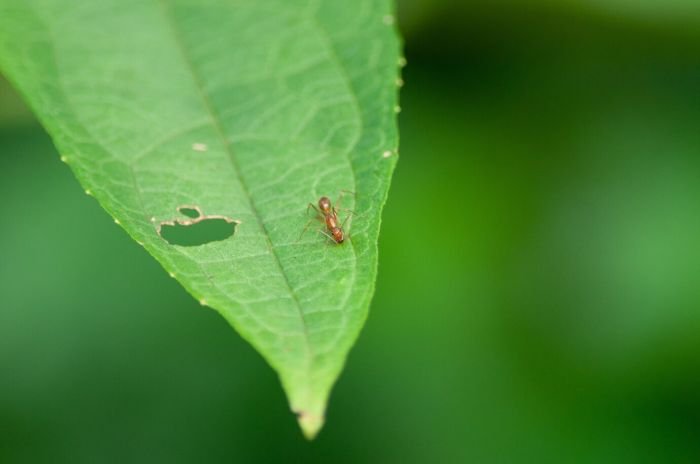 A close-up of a green leaf with a small insect, illustrating the importance of identifying common petunia pests like aphids, spider mites, and whiteflies to maintain plant health.