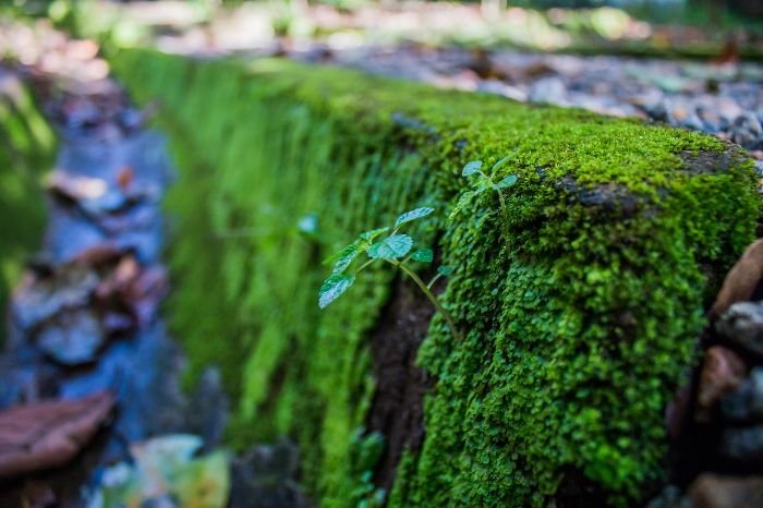 Close-up of a moss-covered wall capturing the essence of a garden microclimate, highlighting natural elements like shade, heat reflection, and soil moisture that affect plant growth.