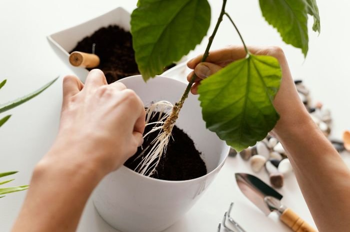 A person planting a young plant in a container with soil, emphasizing the importance of good drainage for healthy root development in container gardening.