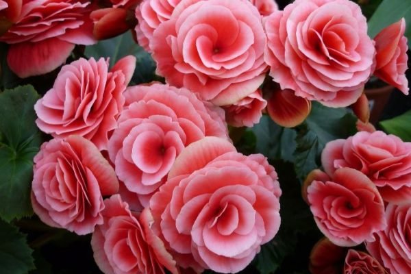 Close-up of vibrant pink begonia flowers, illustrating the variety and beauty of different types of begonias for a blog post on understanding them.