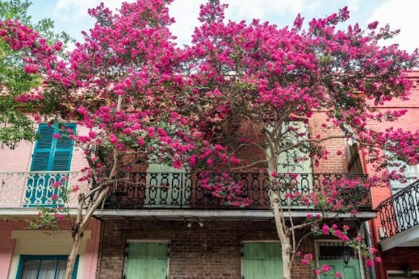 Crepe Myrtle – Types, Features, and How to Grow Them Right A vibrant Crepe Myrtle tree with bright pink blossoms in front of a colorful building, illustrating the varieties and characteristics of Crepe Myrtle for a blog post.