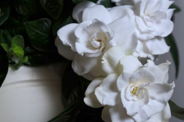 Close-up of blooming white gardenia flowers with lush green leaves, highlighting their fragrance and beauty.