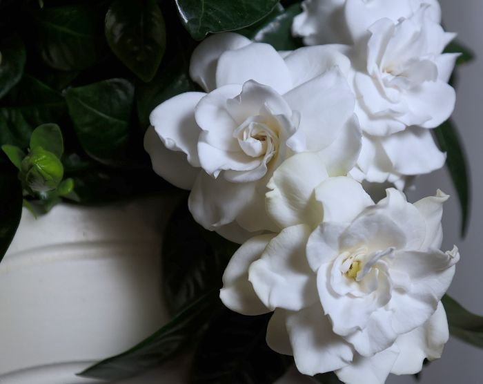 Close-up of blooming white gardenia flowers with lush green leaves, highlighting their fragrance and beauty.
