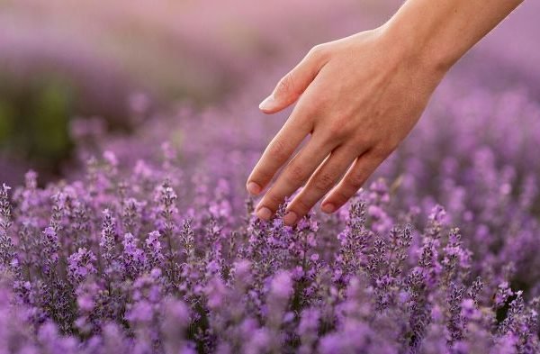 Hand gently touching lavender flowers in a field, illustrating an introduction to growing lavender, its varieties, and uses.