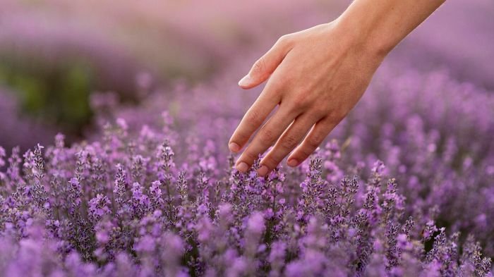 Hand gently touching lavender flowers in a field, illustrating an introduction to growing lavender, its varieties, and uses.