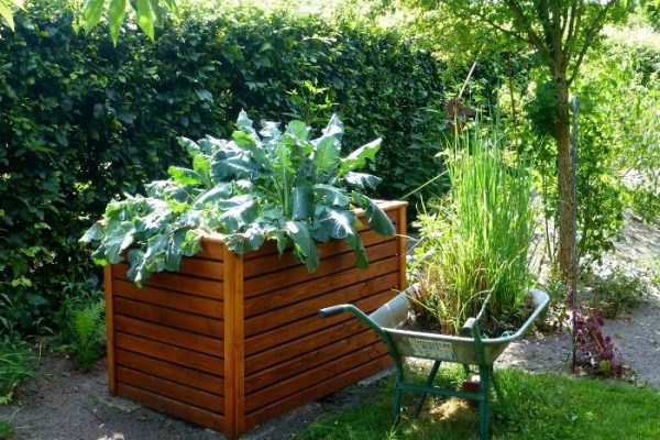Introduction to Raised Bed Gardening – Basics and Benefits A lush garden with a wooden raised bed filled with healthy green plants and a wheelbarrow nearby, illustrating the basics and benefits of raised bed gardening.