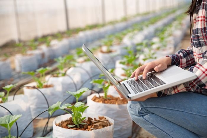 Gardener using a laptop in a greenhouse, monitoring plant health with IoT devices designed to detect pests and diseases early, showcasing the integration of technology in modern pest management.