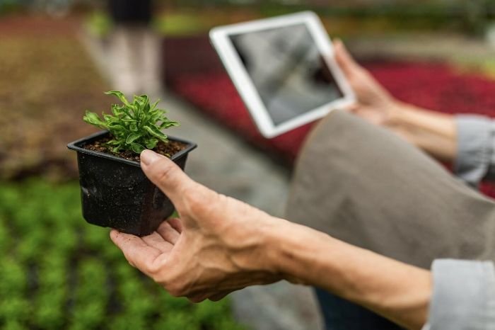 Close-up of a gardener holding a small plant and using a tablet, symbolizing the use of IoT soil moisture sensors in gardening to ensure optimal watering and plant health.