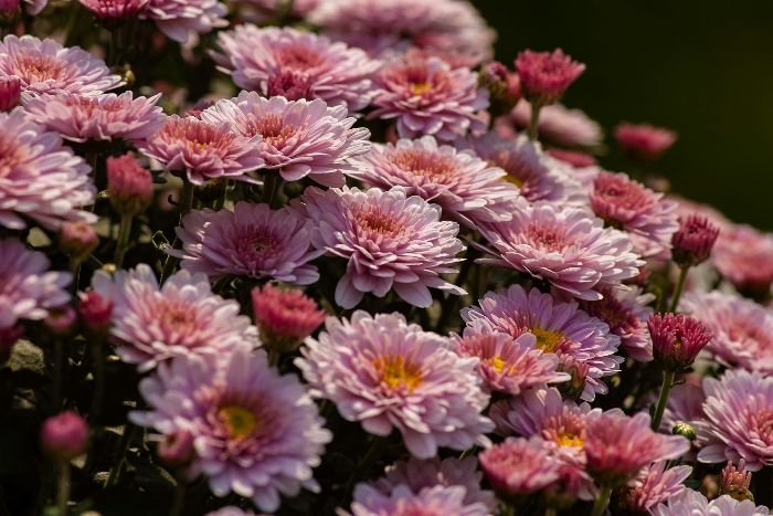 A cluster of blooming pink chrysanthemums, illustrating the importance of effective irrigation techniques like drip irrigation and soaker hoses for healthy growth.