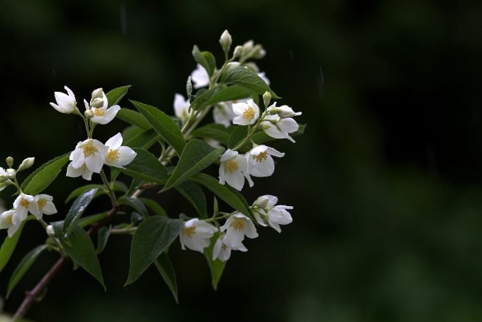 A close-up of jasmine flowers on a branch, illustrating different varieties and their unique scents for a blog post on jasmine.