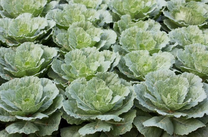 A lush bed of kale plants showcasing large, healthy green leaves, perfectly illustrating the key growth stages and essential care instructions for cultivating kale.