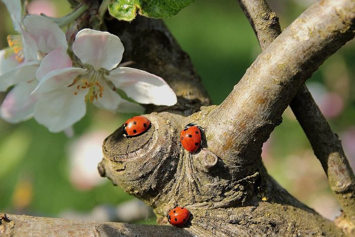 Ladybugs on an apple tree branch with blooming flowers, demonstrating their role in a garden ecosystem as natural pest controllers.