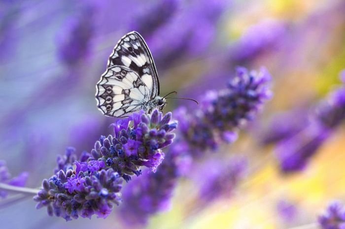 Butterfly perched on a lavender flower, illustrating the calming and health benefits of lavender used in aromatherapy and oils for relaxation and stress relief.