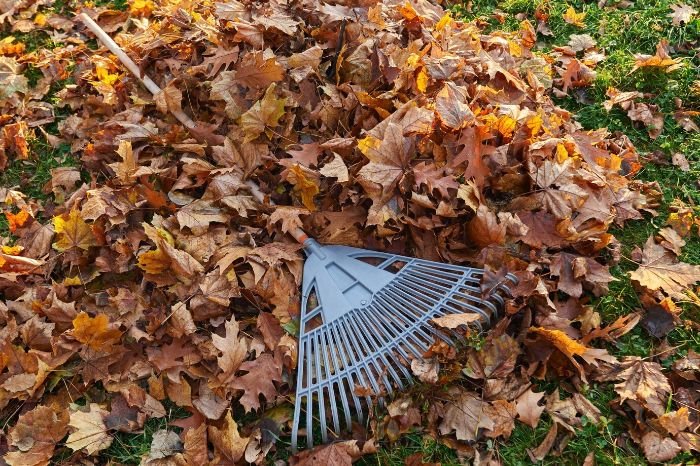 A grey leaf rake resting on a pile of multicolored autumn leaves, symbolizing effective leaf collection strategies combining rakes with other yard tools for efficient cleanup.