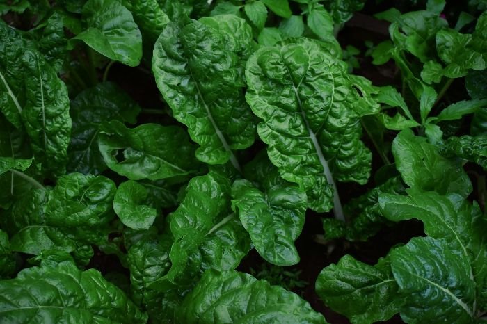 A lush patch of leafy greens, including spinach, thriving in a shaded garden area, ideal for low-light conditions and cooler, moist environments.