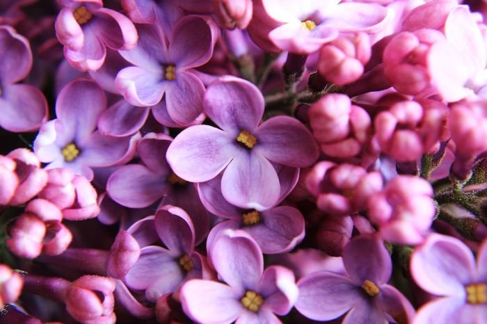 Close-up of lilac flowers in various stages of bloom, illustrating the importance of considering bloom time and duration when planning a garden to enjoy flowers from early to late spring.