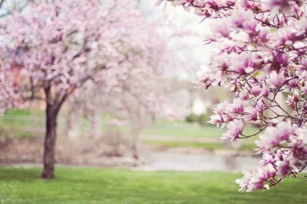 About Magnolia Trees – Varieties and Characteristics Branches of a magnolia tree with vibrant pink blossoms in the foreground, with another blooming magnolia tree in the background, illustrating the beauty and diversity of magnolia tree varieties and their characteristics.